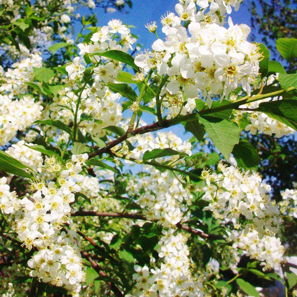 SOUTHERN LIVING 7 Gal. Canada Red Chokecherry Tree CHCCAN07G