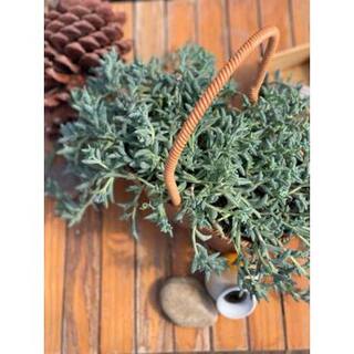 Senecio Peregrinus Succulent (1-Pack) Succulents-2