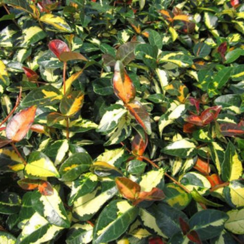 Summer Sunset Jasmine - Live Plant