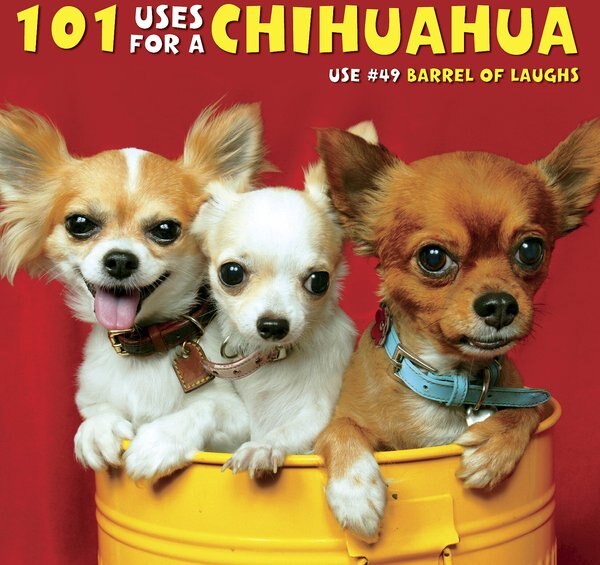 101 Uses For A Chihuahua