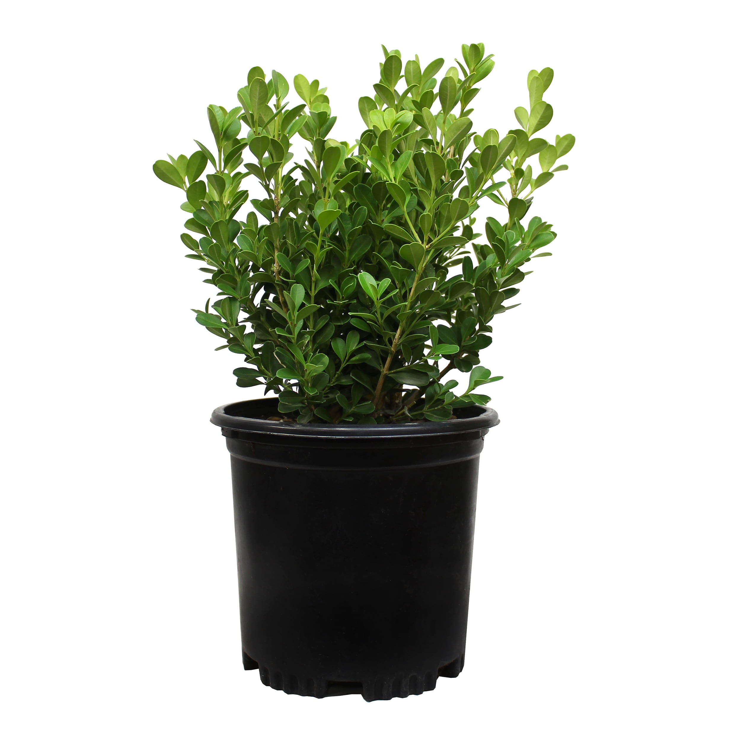 Altman Plants Japanese Boxwood Foundation/Hedge Shrub in 2.5-Quart Pot