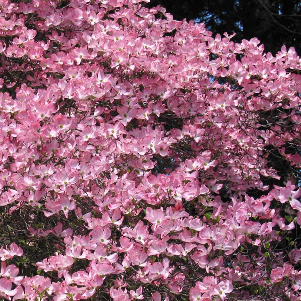 Pink Dogwood