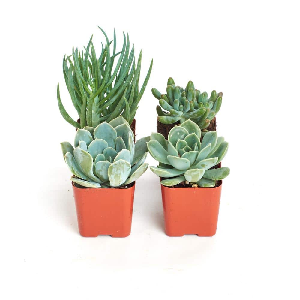 Shop Succulents 2 in. BlueGreen Collection Succulent (Collection of 4) BG4