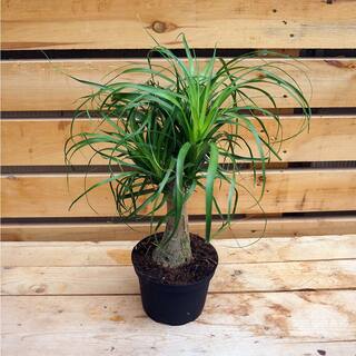 Ponytail Palm Live Plant in 6 in. Growers Pot Beaucarnea Recurvata Beautiful Clean Air Indoor Houseplant PV-VGGB-M9XH