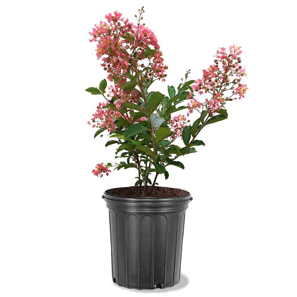 3 Gal. Pink Flowering Miami Crape Myrtle Tree CRMMIA03G