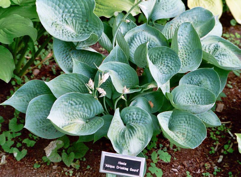 3 Abiqua Drinking Gourd Hosta Bareroot