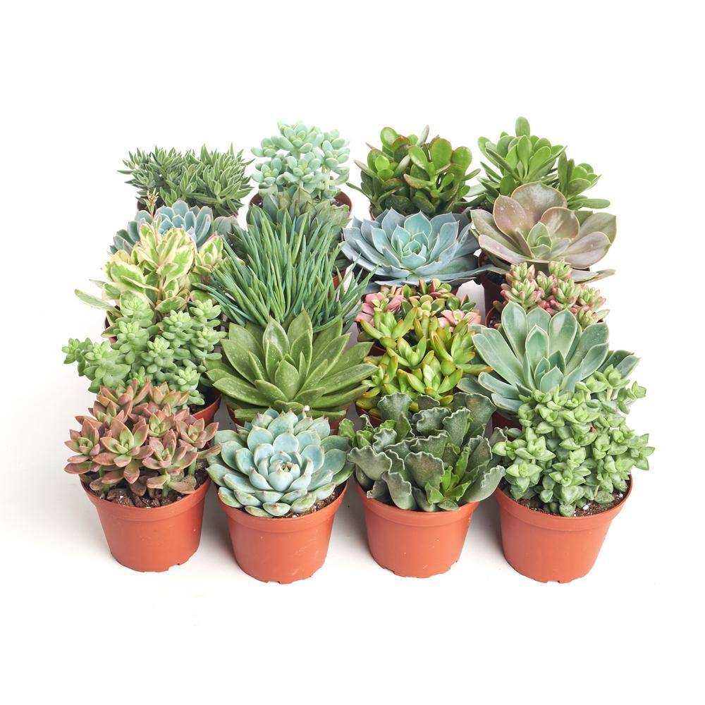 Shop Succulents 4 in. Assorted Succulent Collection Succulent (Collection of 40) A4-40