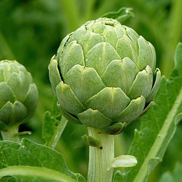 Artichoke Green Globe - Vegetable Seeds