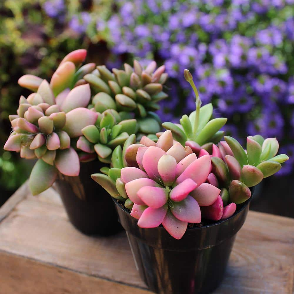 SMART PLANET 2.5 in. Mimicry Assorted Succulent Plants (4-Pack) 0880052