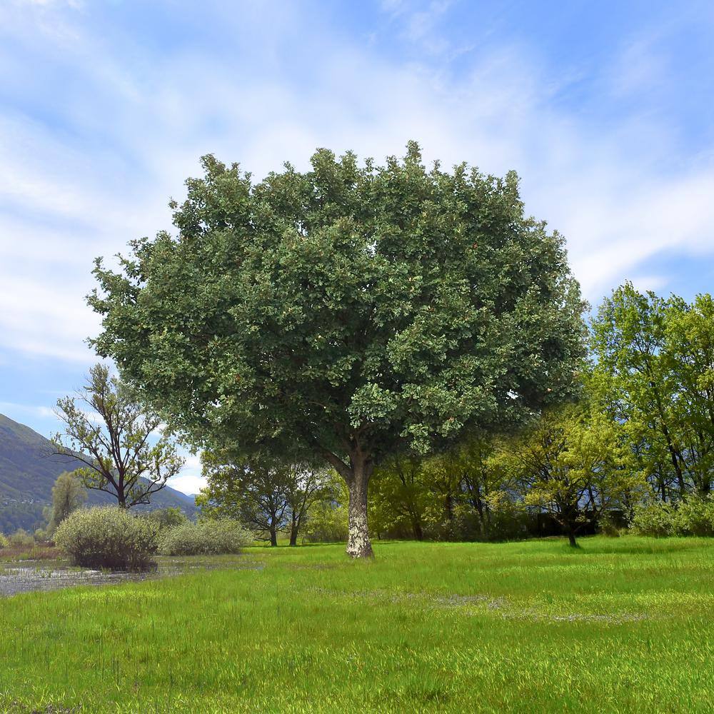 national PLANT NETWORK 2.25 Gal. Deciduous Bur Oak Tree HD7078