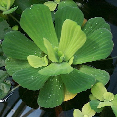 Water Lettuce and Water Hyancinth Bundle - 4 Floating Live Pond Plants