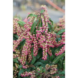 4.5 in. Quart Interstella Lily of the Valley Shrub (Pieris) Live Plant Ruby Red Flowers PIEPRC1007800