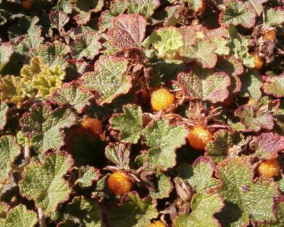 Classy Groundcovers - Creeping Raspberry， Creeping Bramble， Creeping Rubus， Crinkle-leaf Creeper， Emerald Carpet {25 Pots - 3 1/2 inch Square}