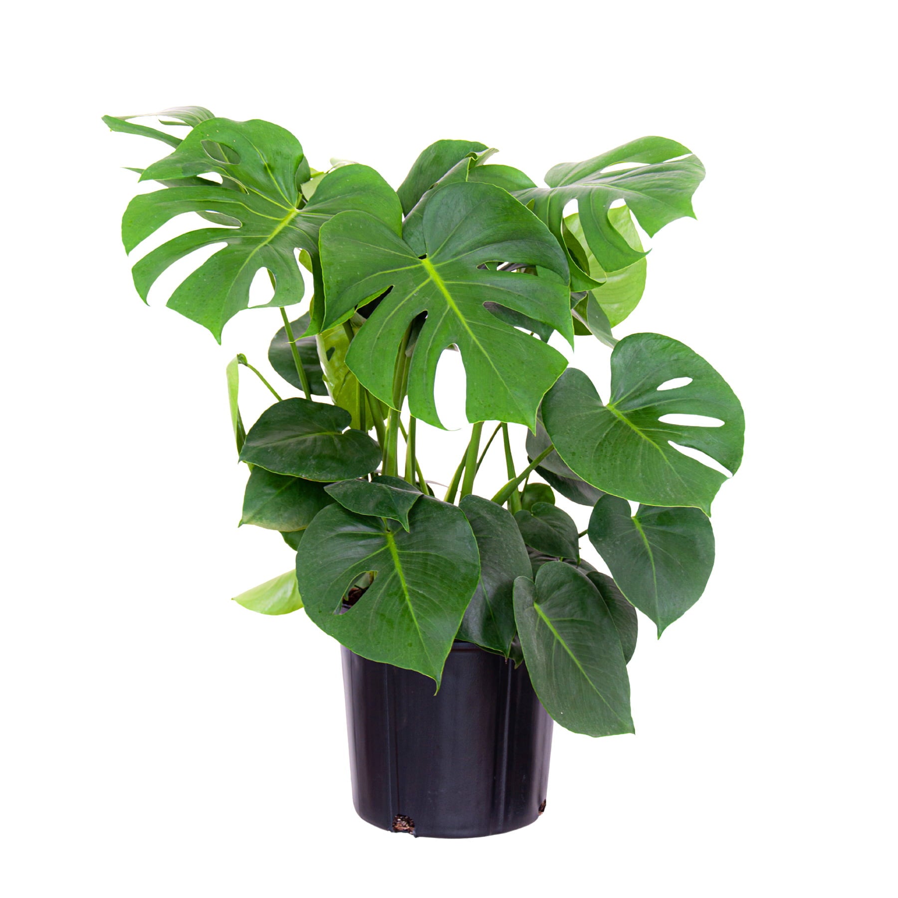 United Nursery Live Indoor 24in. Tall Green Monstera in Medium， Indirect Light Plant in 9.25in. Grower Pot