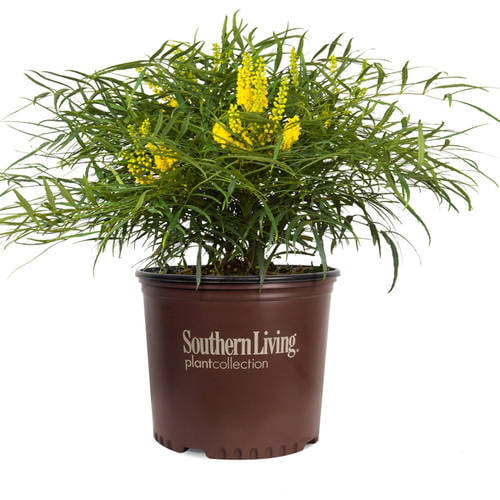 Soft Caress Mahonia (2 Gallon) Flowering Evergreen Shrub with Yellow Winter Blooms - Part Sun to Shade Live Outdoor Plant - Southern Living Plant Collection