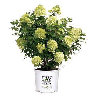 PROVEN WINNERS 5 Gal. Limelight Prime Hydrangea Shrub with Green to Pink Flowers 16706