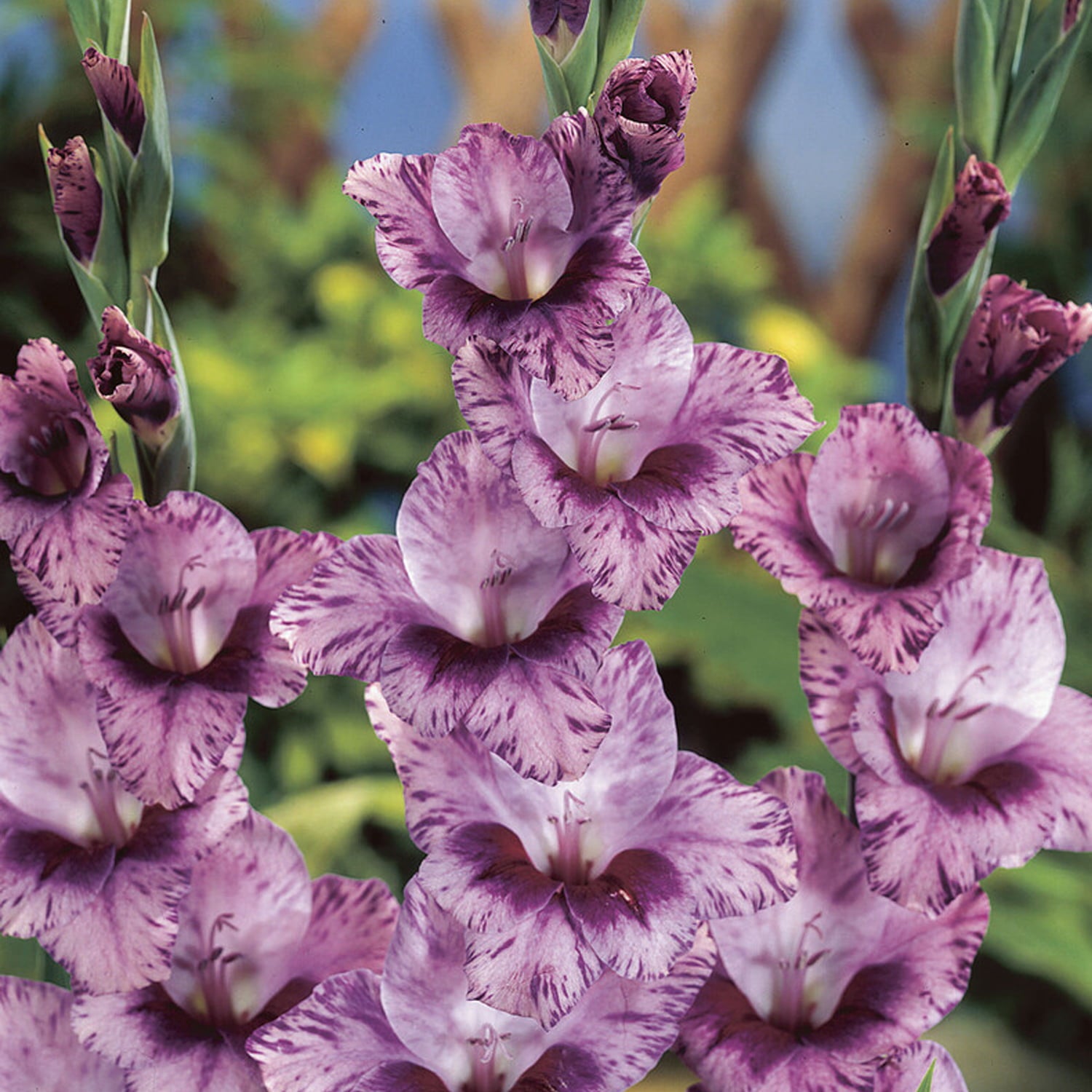 Van Zyverden Gladiolus Large Flowering Passos Set of 12 Bulbs Multicolor Part Sun