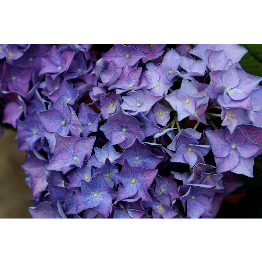 PROVEN WINNERS 2 Gal. Let's Dance Rhythmic Blue Hydrangea Shrub with Blue and Pink Flowers 14439