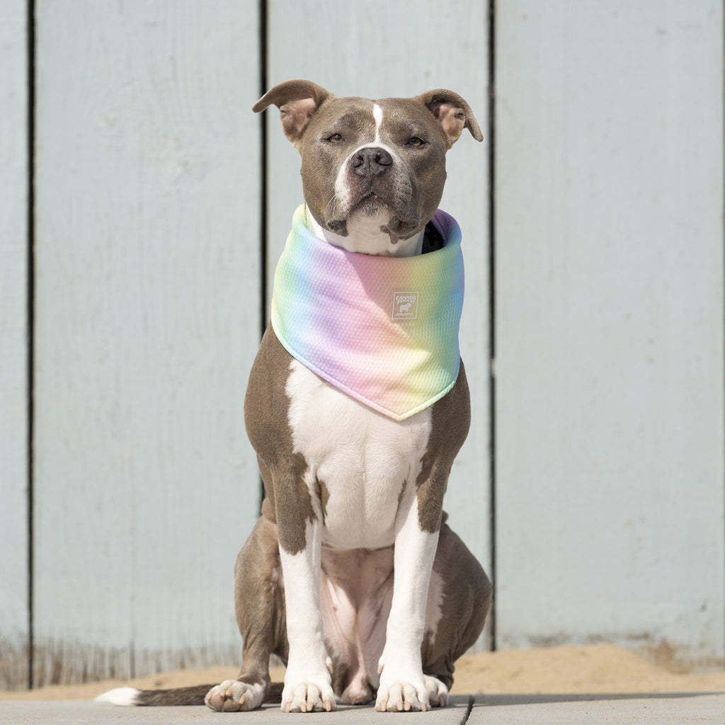 Canada Pooch Cooling Rainbow Dog Bandana