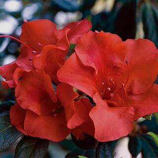 ENCORE AZALEA 1 Gal. Autumn Embers Shrub with Red Flowers 10350