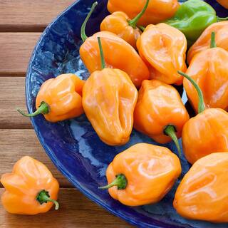 Bonnie Plants 11.8 oz. Pepper-Habanero 3100
