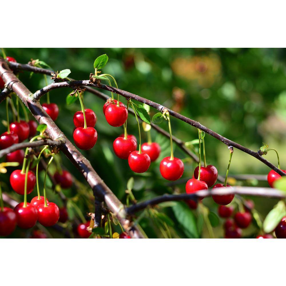 Online Orchards 3 ft. - 4 ft. Tall Bare-Root Montmorency Pie Cherry Tree FTCH008