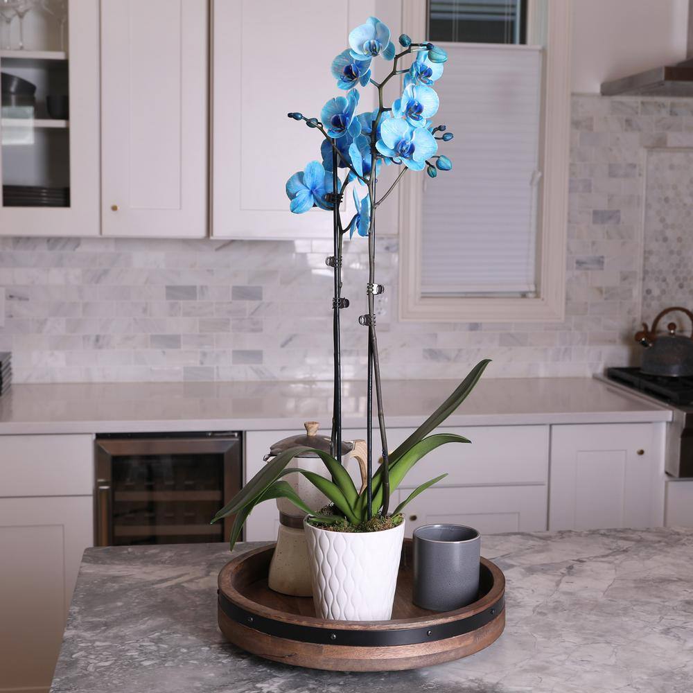 Just Add Ice Premium Orchid (Phalaenopsis) Watercolor Blue Plant in 5 in. White Ceramic Pottery J5015