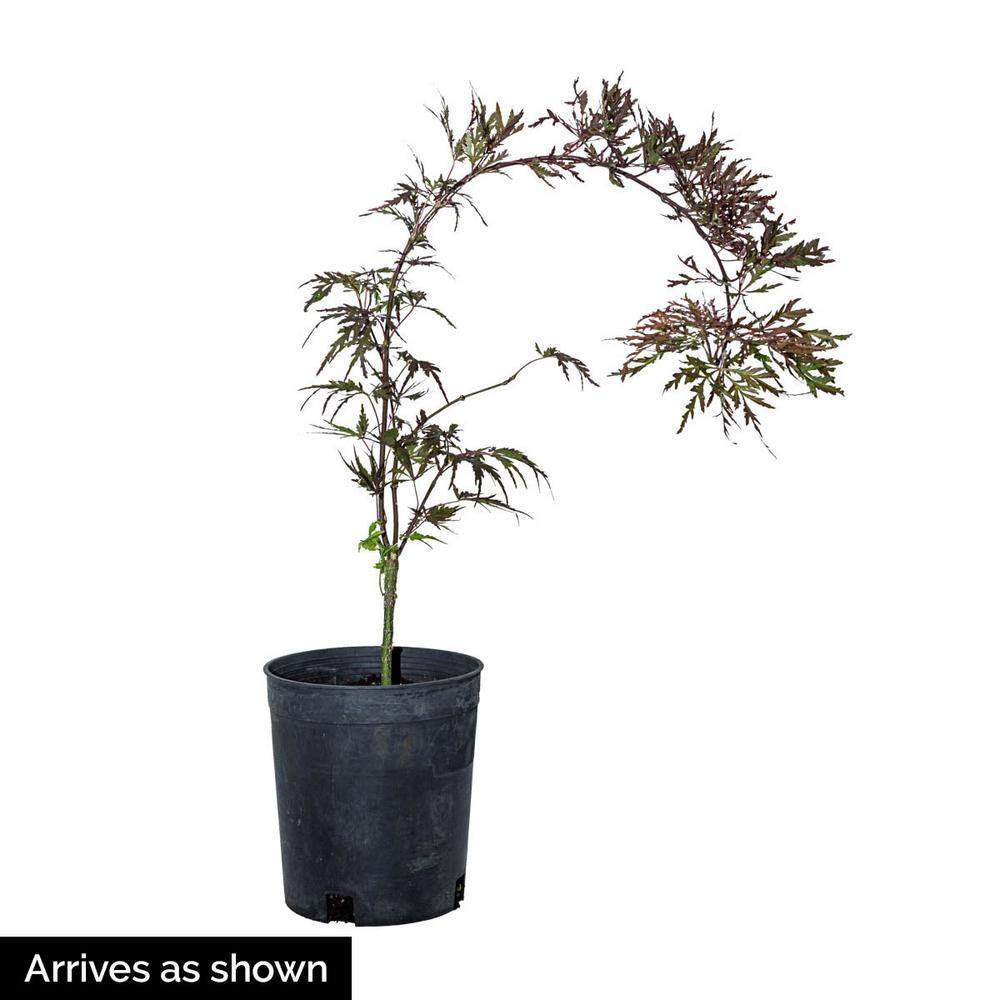 Spring Hill Nurseries Crimson Queen Japanese Maple Potted Ornamental Tree (1-Pack) 96255
