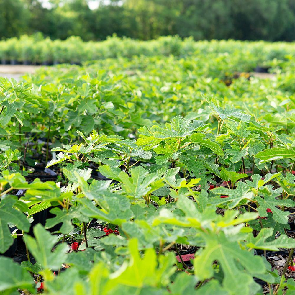 3 Gal. Black Mission Fig Tree (2-Pack) THD00116
