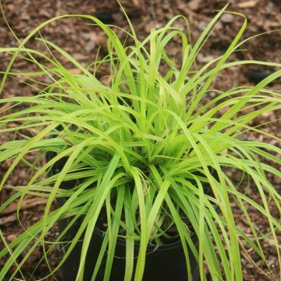 Classy Groundcovers - Everillo Sedge  {25 Pots - 3 1/2 inch Square}