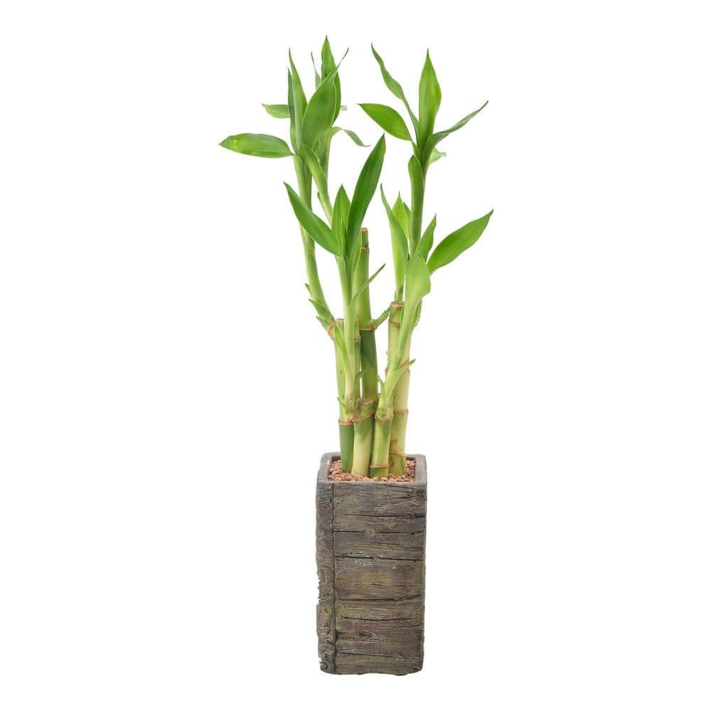 Arcadia Garden Products 2-12 in. 5-Stem Lucky Bamboo Dark Aged Wood Clay Planter LV25