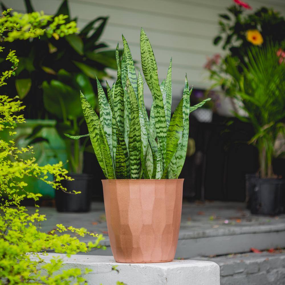 national PLANT NETWORK 2 Gal. Snake Plant Black Coral Sansevieria Plant in 10 in. Grower's Pot HD7552