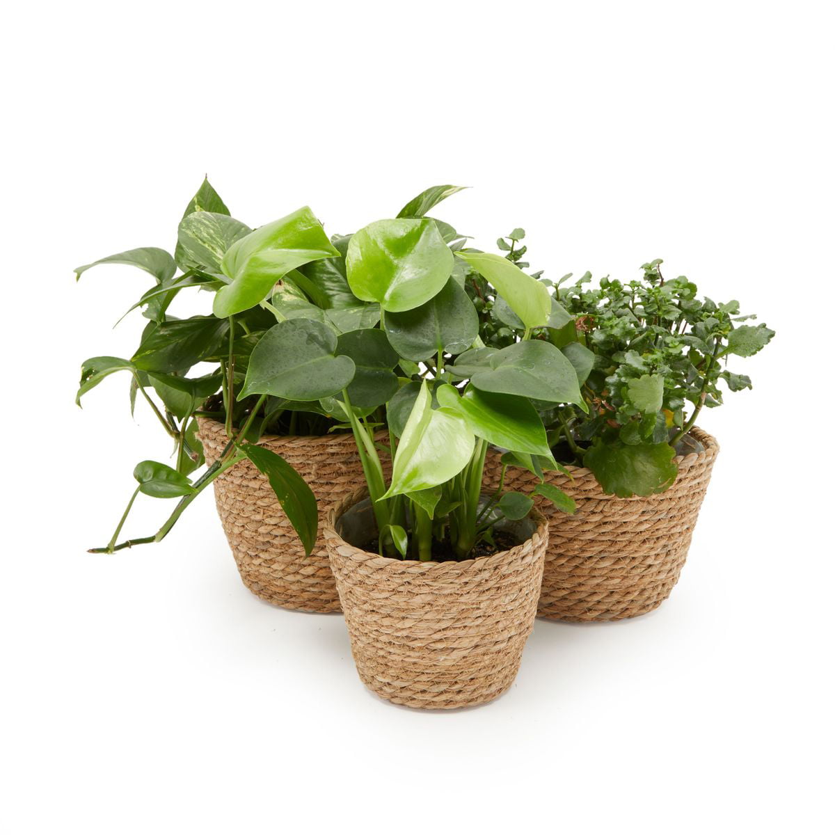 Set of 3 Seagrass Planter Baskets for Indoor & Outdoor Plants and Garden Decor, 3 Sizes