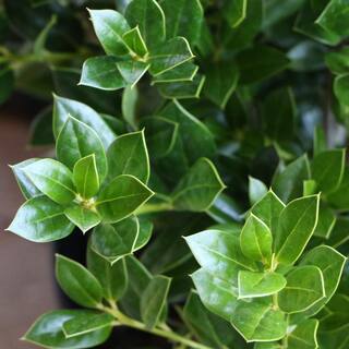 national PLANT NETWORK 2.25 Gal. Holly Needlepoint Shrub HD7148