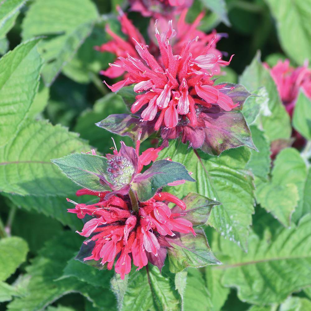 Vigoro 2 QT Monarda Bee Balm 'Pocahontas Red Rose' Red Perennial Plant 1005991657