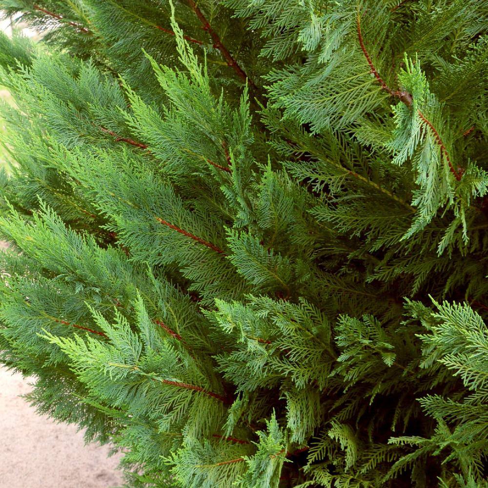 national PLANT NETWORK 2.5 qt. Cypress Leyland Shrub HD1100