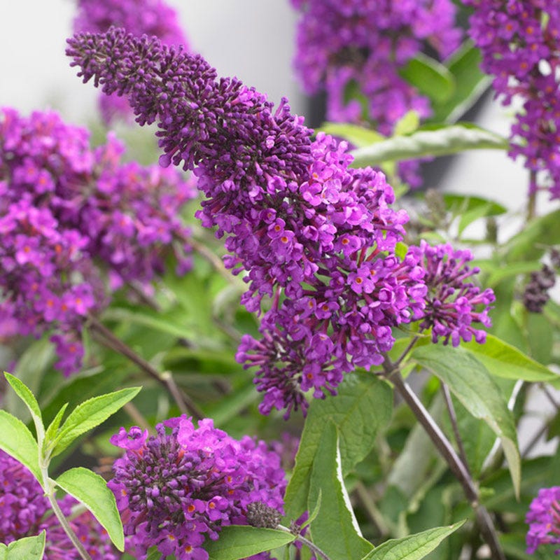 Tutti Frutti Butterfly Bush