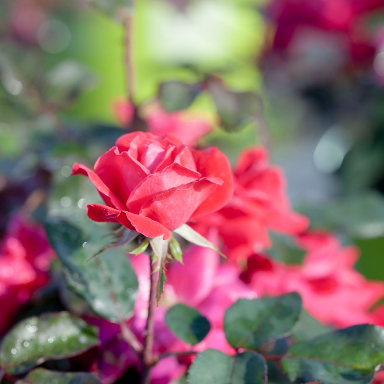 1 Gal. Double Red Knock Out Rose Bush - Reblooming Disease Resistant Landscape Shrub