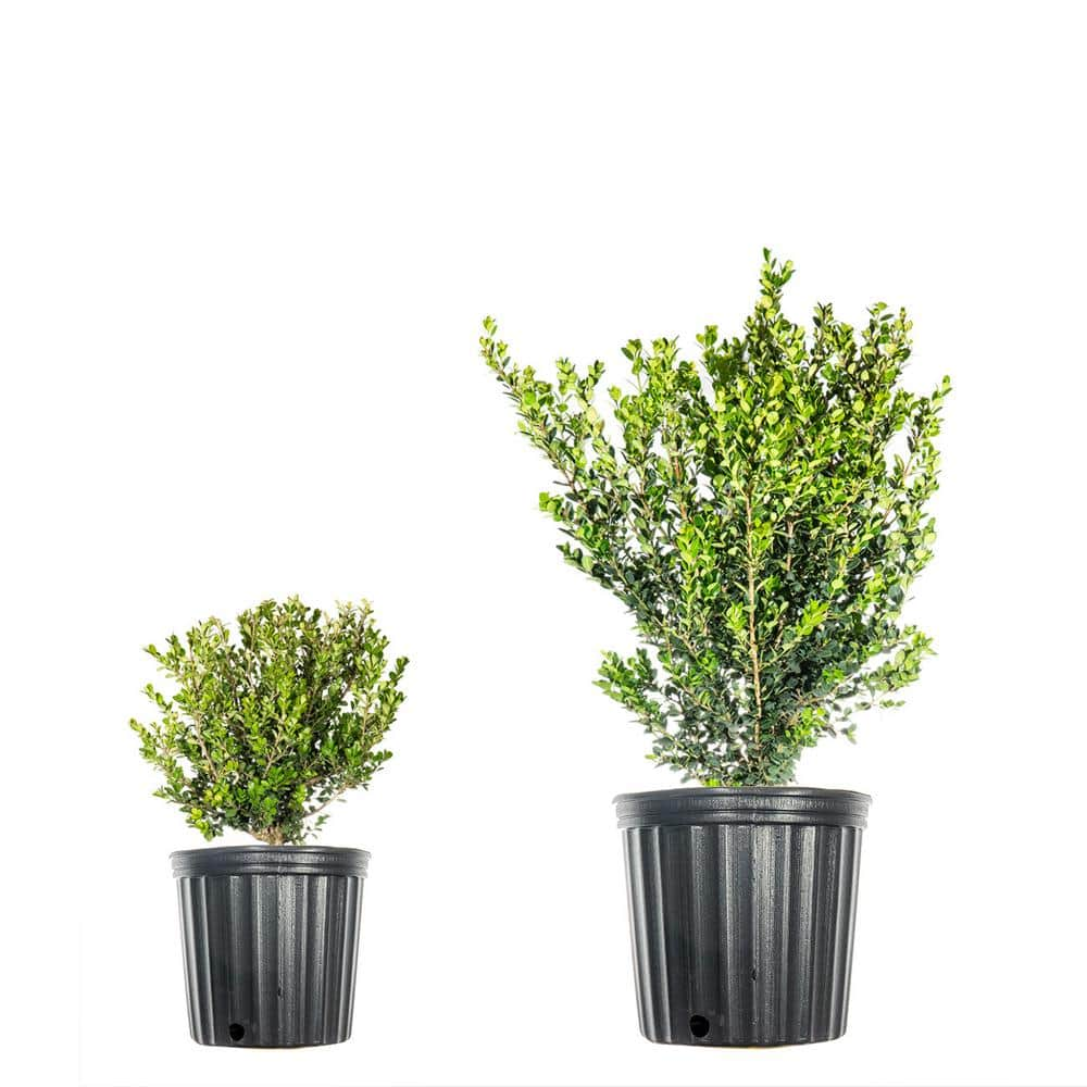 3 Gal. Wintergreen Boxwood Shrub (2-Pack) THD00015