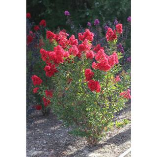 SEASON TO SEASON 2G Red Garnet Queen Crape Myrtle Tree 17683