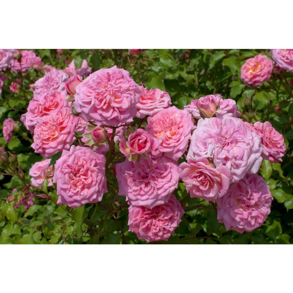 Drift 2 Gal. Sweet Drift Rose Bush with Pink Flowers 19505