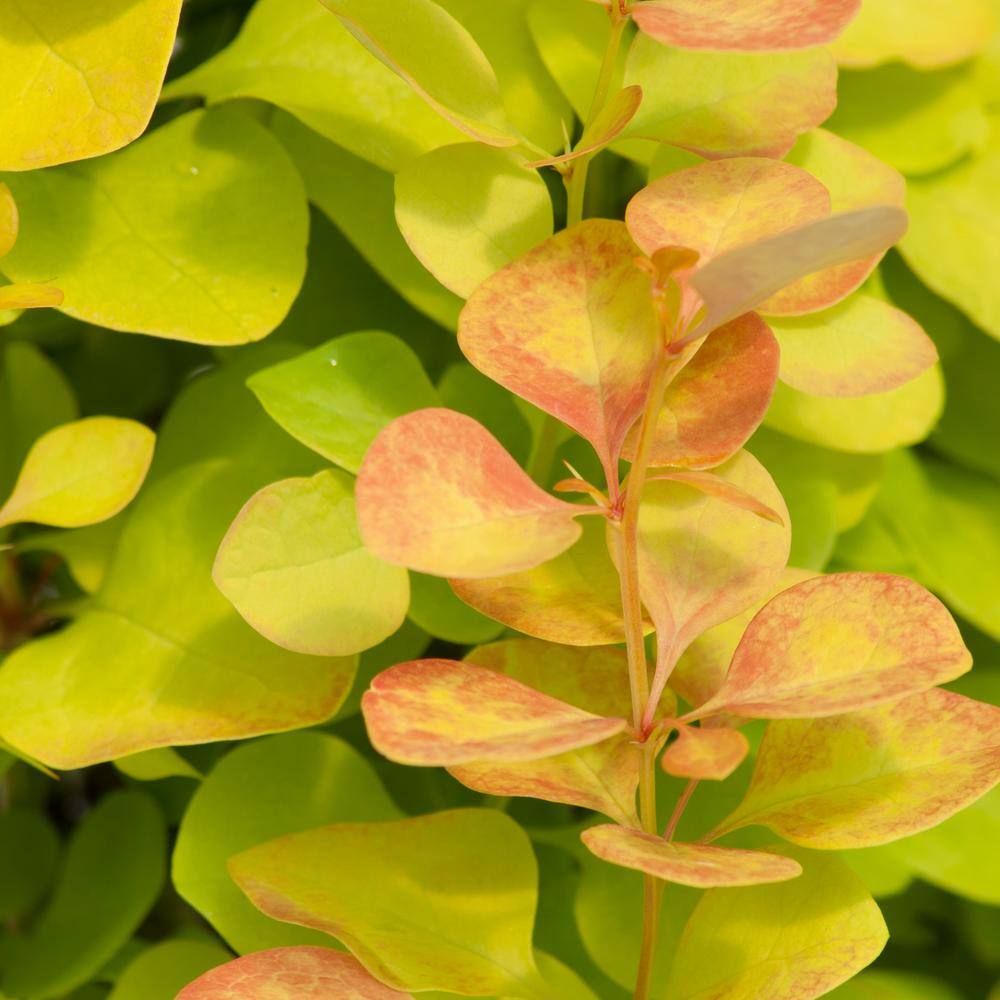 Proven Winners 2 Gal. Sunjoy Gold Pillar Barberry Shrub with Vivid Gold Foliage 14764