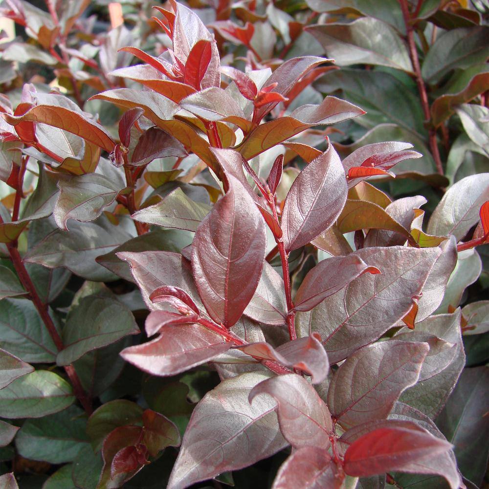 FIRST EDITIONS 2 Gal. Plum Magic Crape Myrtle Flowering Shrub with Fuschia Pink Flowers 14845