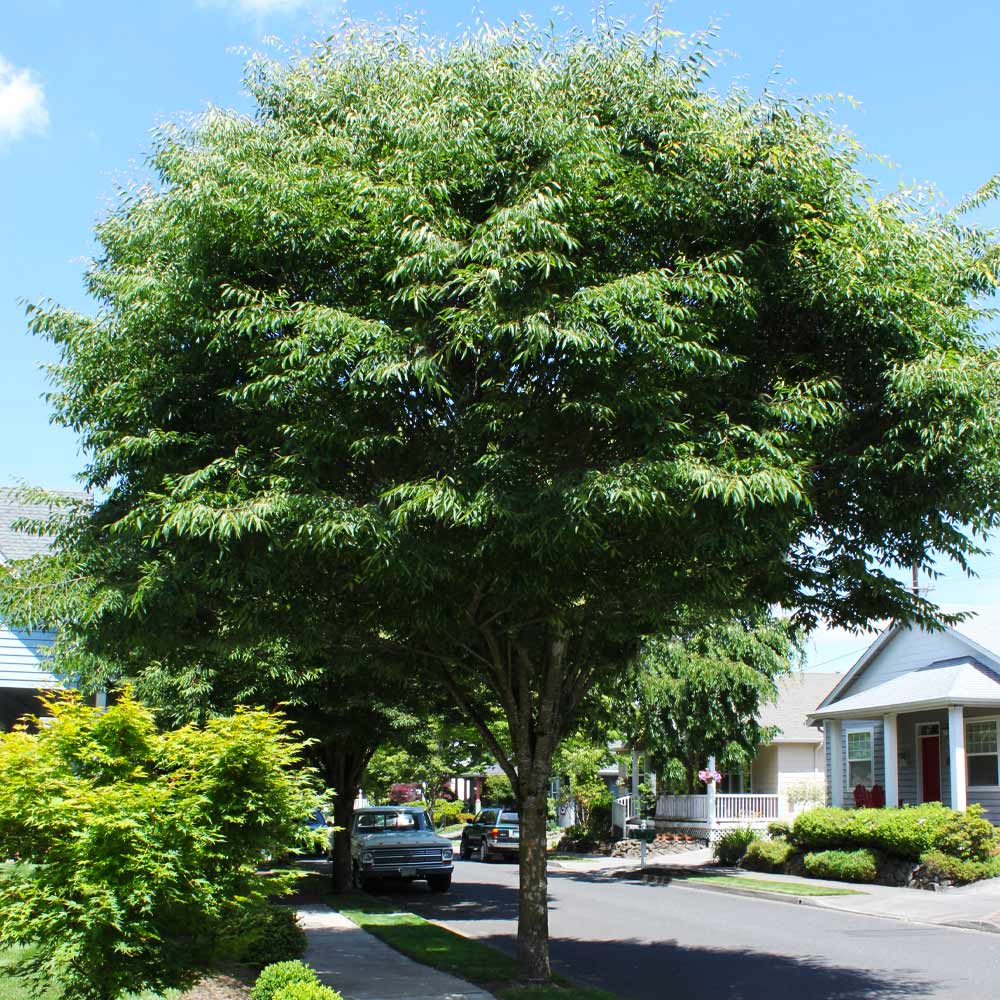 Green Vase'® Zelkova Tree