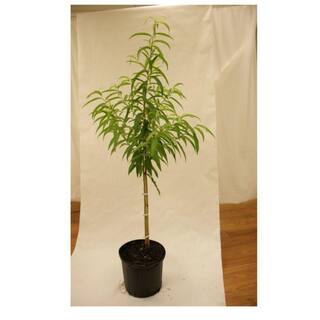 5 gal. Contender Peach Tree PCHCON05GSL