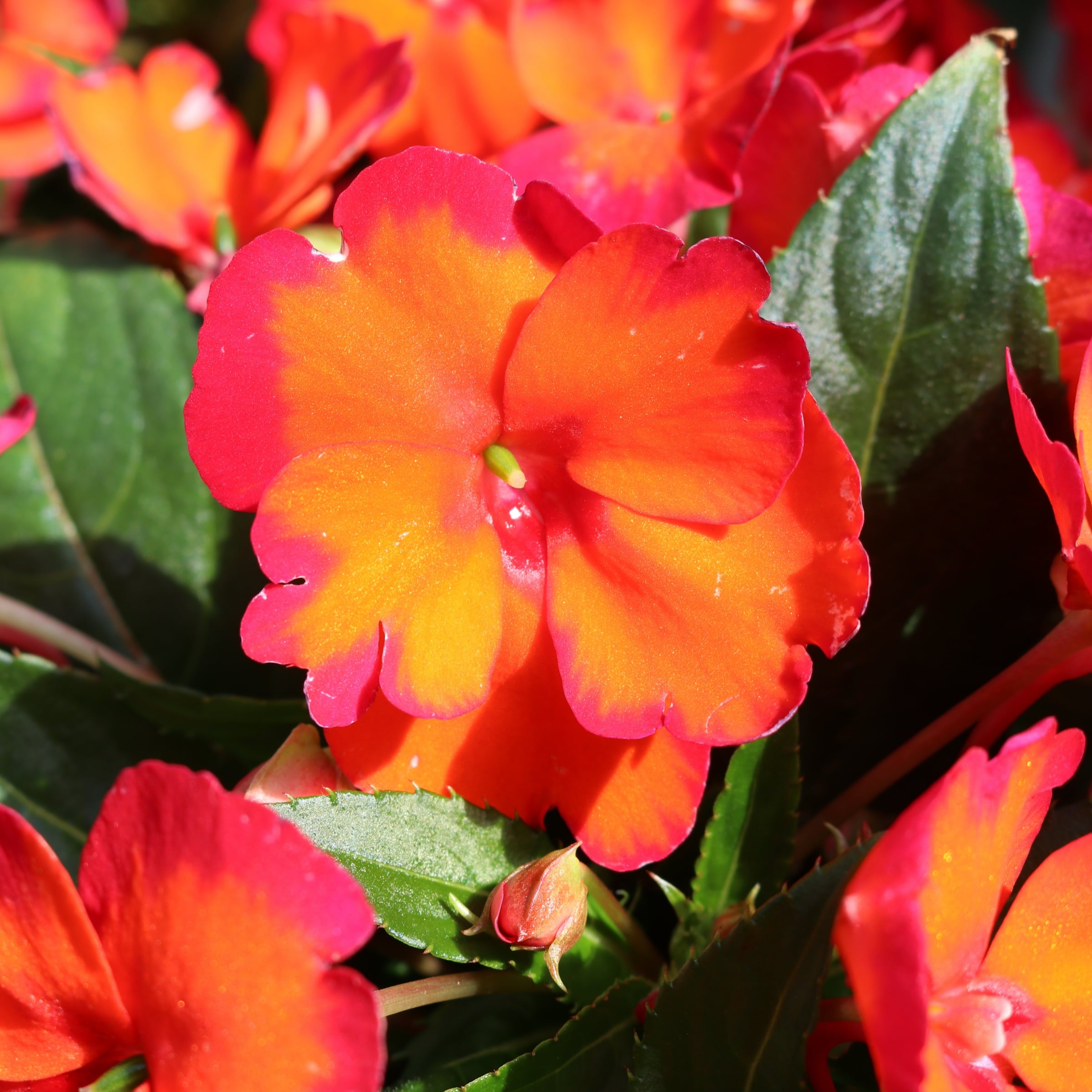 Impatiens， SunStanding® Flame Orange Impatiens - 3 piece