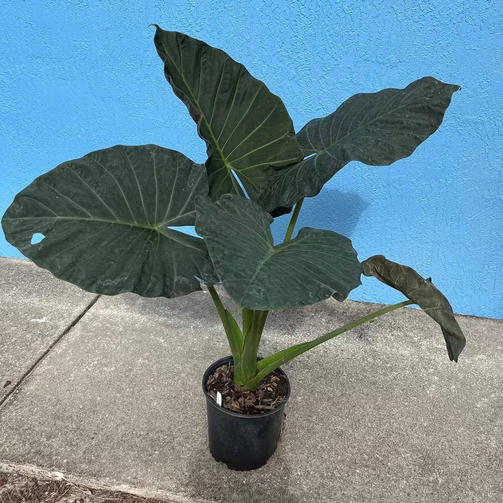 OnlinePlantCenter 3 Gal. Regal Shields Elephant Ear (Alocasia) Plant in 10 in. Black Nursery Pot ALOC0202G3