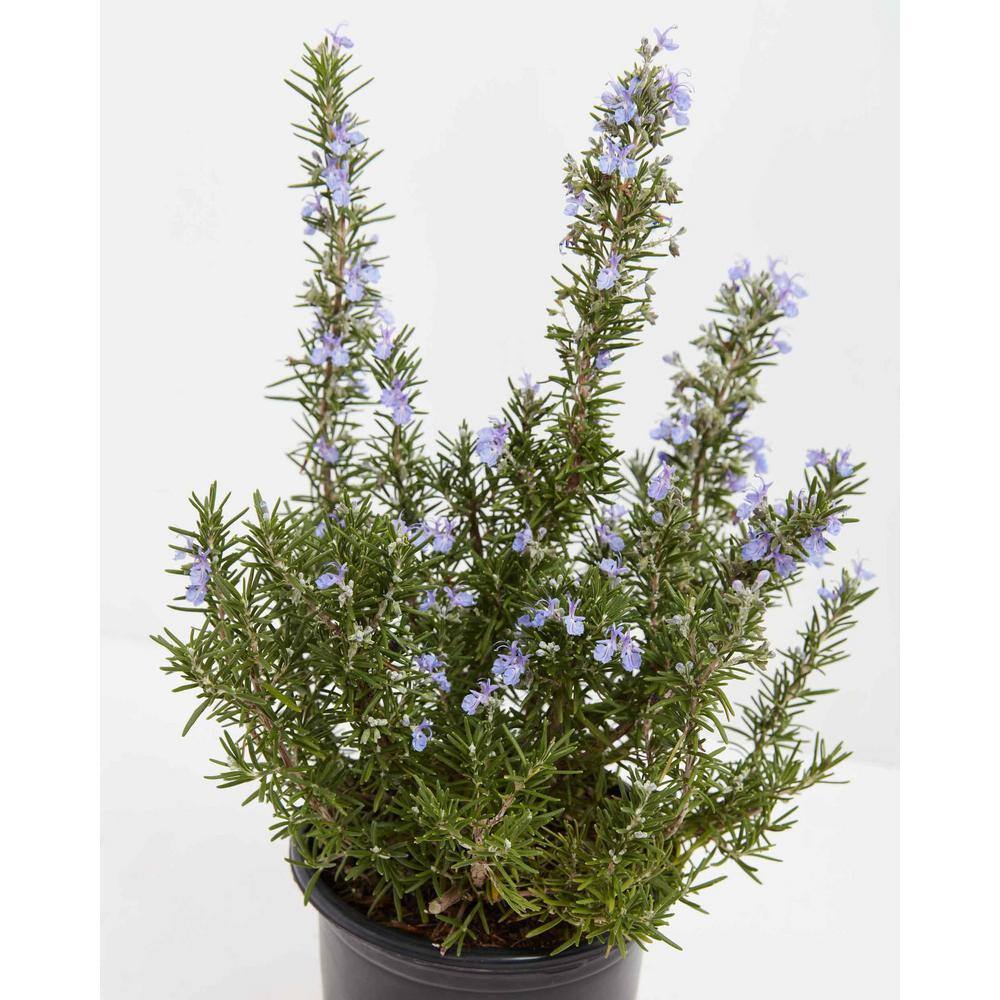 LIVELY ROOT 1 Gal. Tuscan Blue Rosemary Plant (Rosmarinus Officinalis) Plant in Grower Pot LRBLRMRY