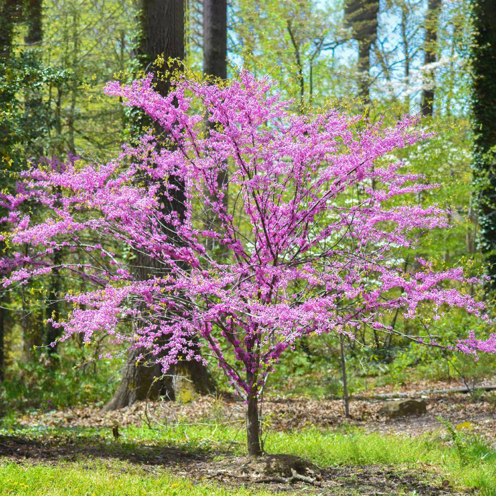 5 Gal. Eastern Redbud Tree with Pink Blossoms REDBUD05G