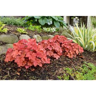 PROVEN WINNERS 0.65 Gal. Primo Peachberry Ice Coral Bells Heuchera Live Plant Cream Flowers and Apricot Orange Foliage HEUPWP2537103